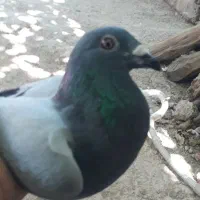 کفتر سبز دو خط