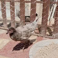 جوجه مرغ پنج ماهه