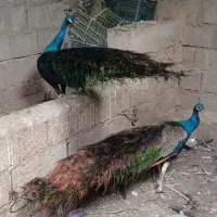 طاووس مولد و جوجه