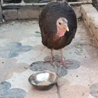 بوقلمون محلی تخم گذار