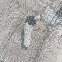 کبوتر طوقی نر معاوضه