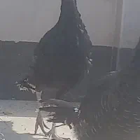 جوجه بوقلمون