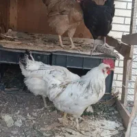 مرغ خروس.