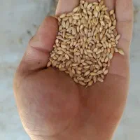 گندم آبی (بذر حیدری)