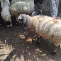 میش فروشی