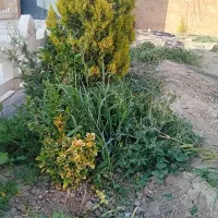 کندن علف هرز باغ و سمپاشی