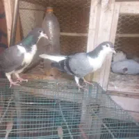 کبوتر پلاس مغلوف