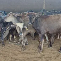 گوساله گاومیش