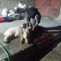 گوشت گوسفندی و گوساله و بره موجود