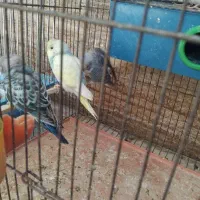 مرغ عشق مولد وسه جوجه