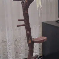 پایه مخصوص عروس و طوطی و گرینچک و کاسکو و...