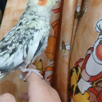 عروس هلندی دستی ماده سرحال