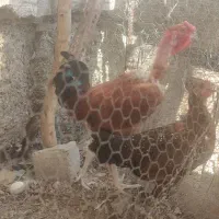 مرغ و خروس نوجوان
