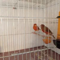 قناری سرخ و شتری سرخ طلایی