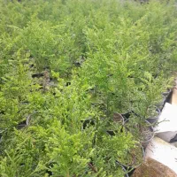 گل و گیاه|خدمات باغبانی و درختکاری|چابکسر, |دیوار