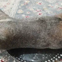 جای روغن حیوانی (هیزه)