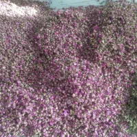 کسب و کار گل محمدی
