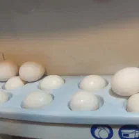 تخم کفتر تازه