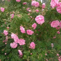 گل محمدی خشک