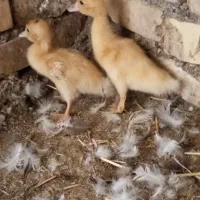 جوجه اردک روسی سفید و سیاه یک ماه