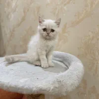 بریتیش پرشین با وسایل
