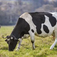 گوسفند و گاو وبز