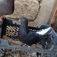 جف سیاه دم سفید