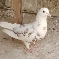 کبوتر پرشی