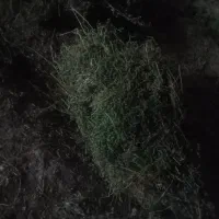 یونجه