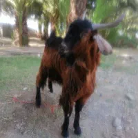 تروشت برا قربانی