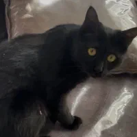 واگذاری رایگان گربه