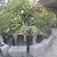 فروش نهال نارنج