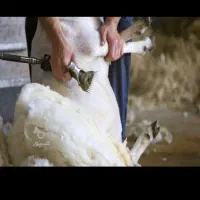 پشم چینی میش وبره شسته وناشور