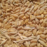 گندم آبی با درصدی جو قاطی