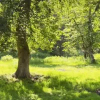 زمین مسکونی در ریگ چشمه