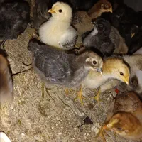 جوجه گلپایگان۲۰روزه