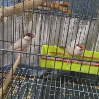 **فنچ نرگسی شکلاتی و کرم لایت کمیاب مولد درشت**