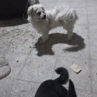 سگ پاکوتا