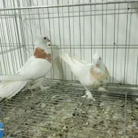 طوقی|پرنده|قم, دروازه ری|دیوار