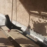 کفتر سیاه آبادانی نر
