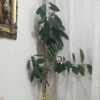 فروش گل فیلدوست بزرگ