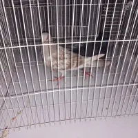 دوتا گرفتنی مفت قیمت تو بده