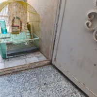پرنده