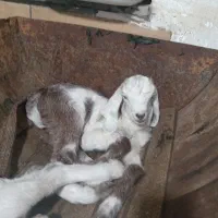 گوسفند