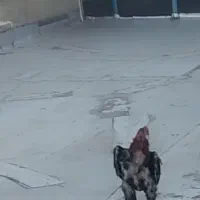 خروس لاری