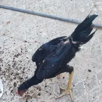 جوجه خروس اوشامو