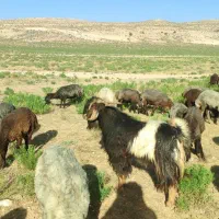 دبر برزی