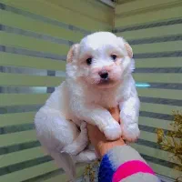 مالتیپو مینیاتوری