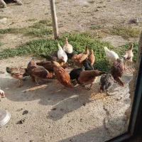 جوجه کوردی