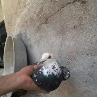 ۳عدد  دورگ